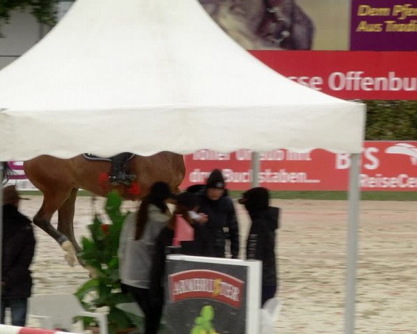 Reitturnier Schutterwald 2020
