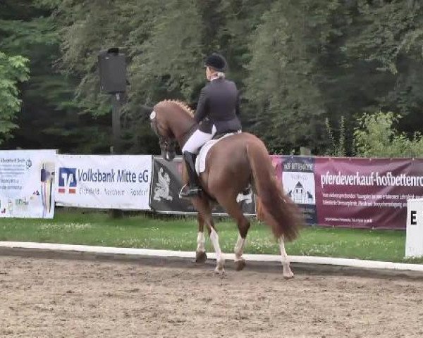 dressage horse Furst von der Heide (Hanoverian, 2009, from Fürst Nymphenburg)