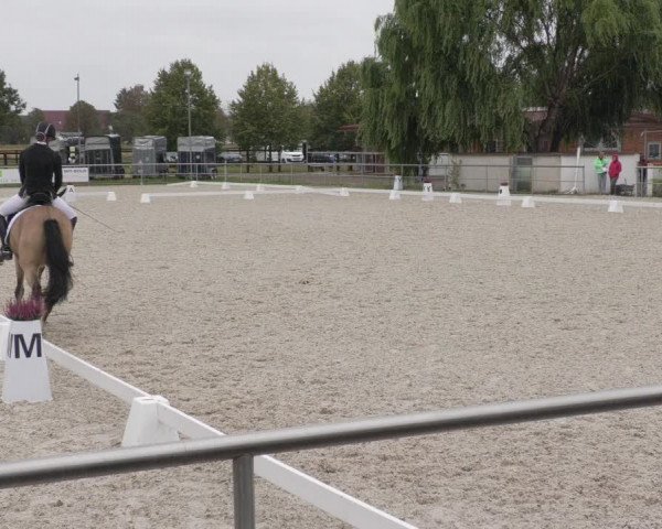 Reitturnier Achern 2020