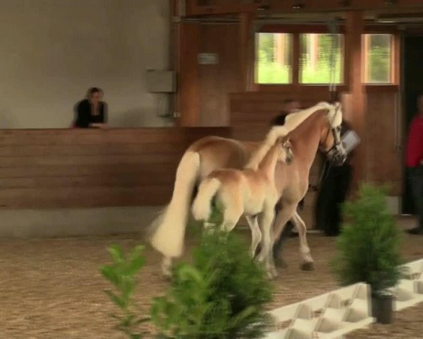 broodmare Akazie (Haflinger, 2014, from Akadius B (0,88% ox))