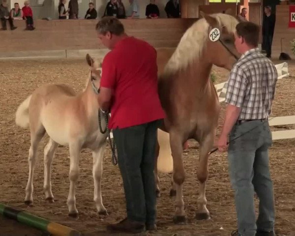 horse Amani Z (Haflinger, 2014, from Anthony's Hill)