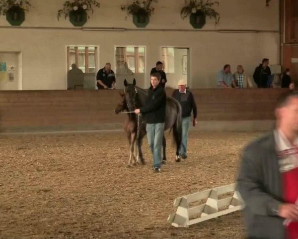 dressage horse Oscar S 3 (German Riding Pony, 2014, from Ombri B)
