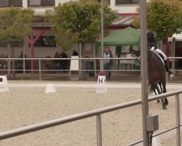 Reitturnier Achern 2020