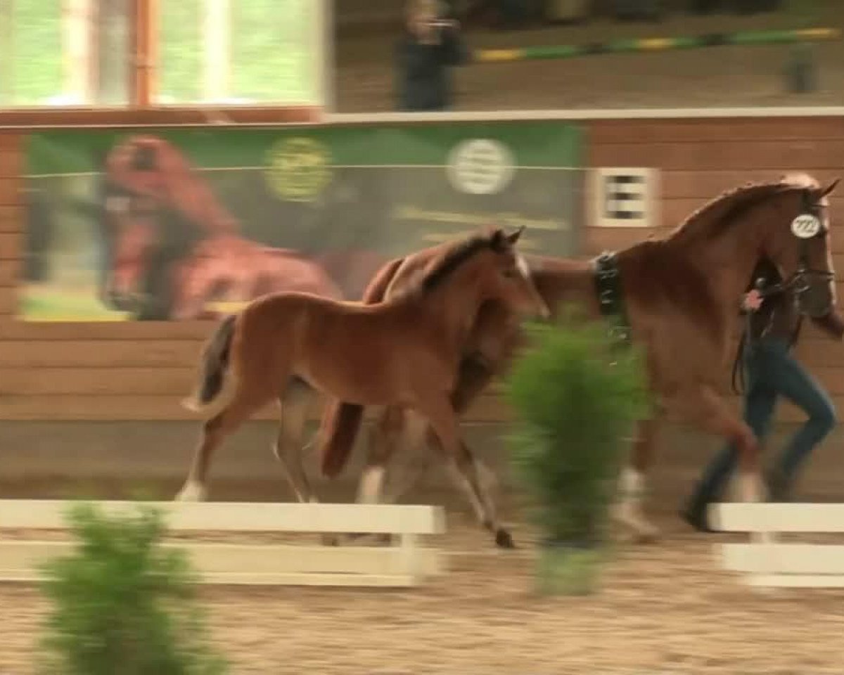 horse Bonita (German Riding Pony, 2014, from Top Berlin)