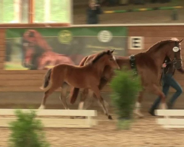 horse Bonita (German Riding Pony, 2014, from Top Berlin)