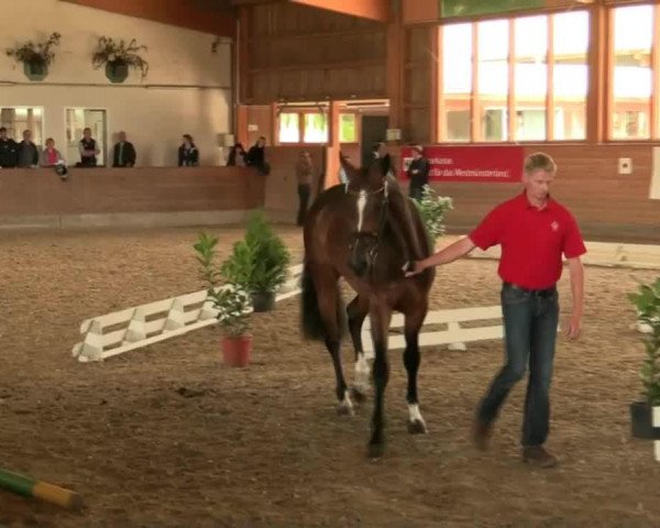 horse Stute von Chin Champ (Westphalian, 2011, from Chin Champ)