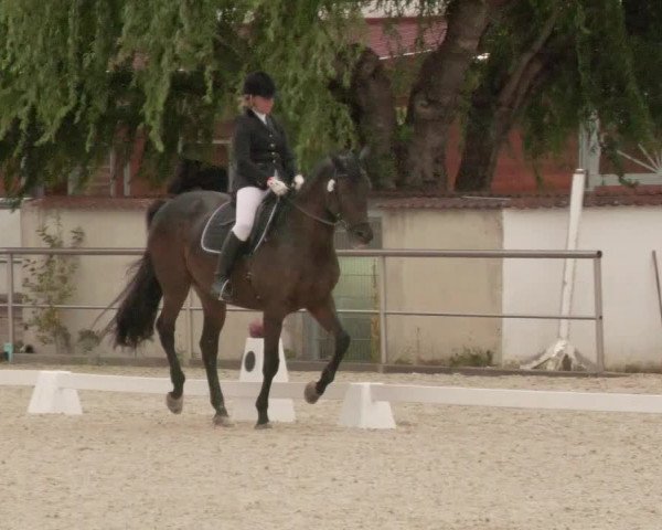 Reitturnier Achern 2020