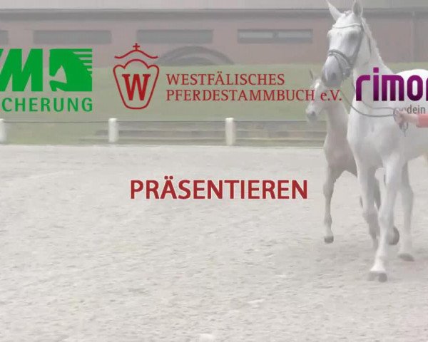 horse Africa (Westphalian, 2014, from All At Once)
