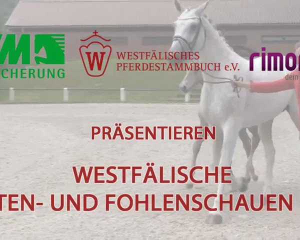 horse Hengst von All at once (Westphalian, 2014, from All At Once)