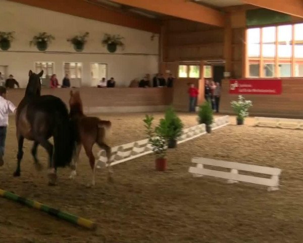 horse Hengst von Floribot (Westphalian, 2014, from Floribot)