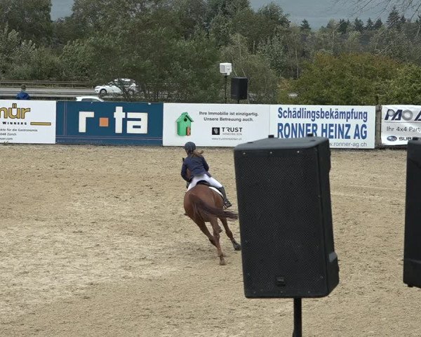 Reitturnier Wädenswil 2020