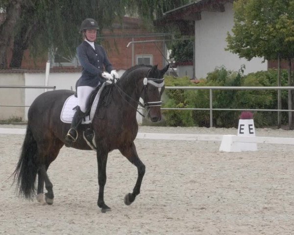 Reitturnier Achern 2020