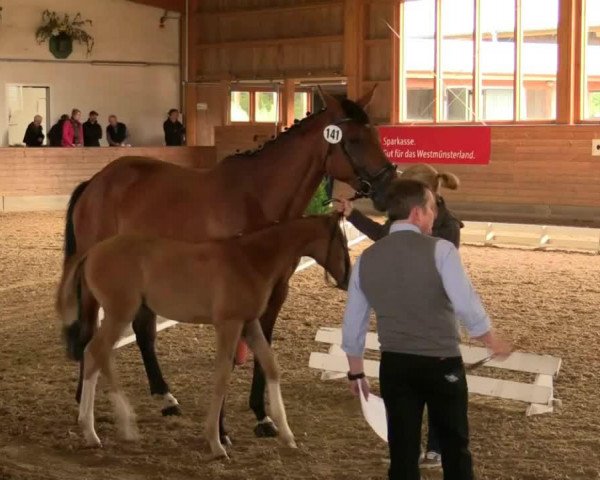 horse Stute von Farbenspiel (Westphalian, 2014, from Farbenspiel)