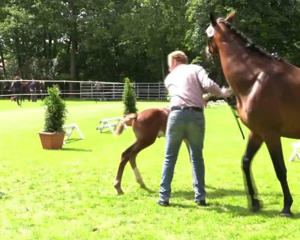 horse Hengst von Pilothago (Westphalian, 2014, from Pilothago Dxb)