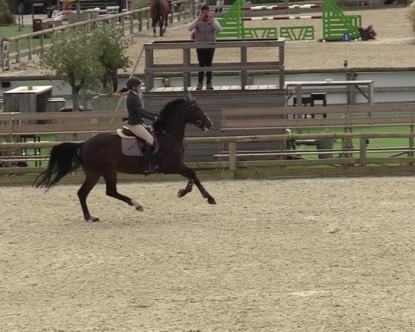 FEI Reitturnier Lier (BEL) 2020