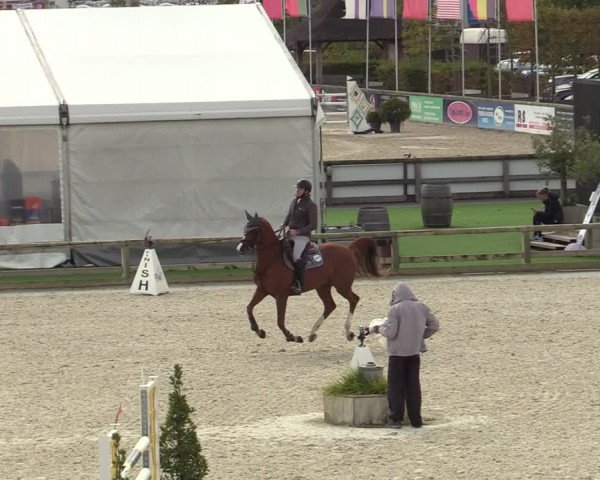 FEI Reitturnier Lier (BEL) 2020