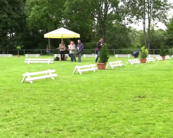 jumper Anton 870 (Westphalian, 2014, from All At Once)