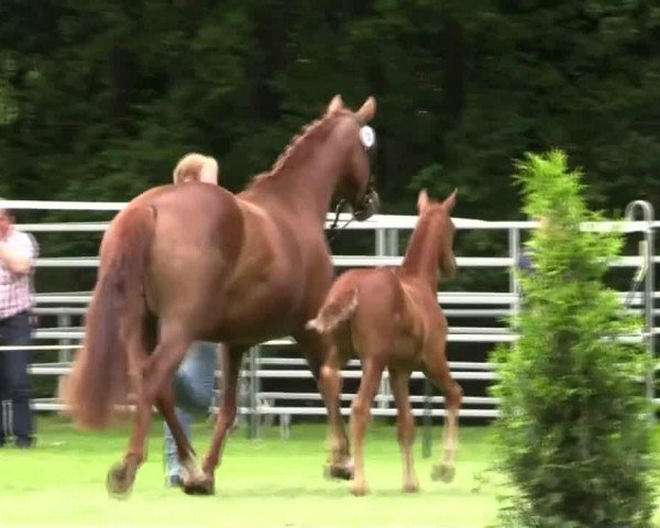 horse Hengst von Depeche Mode (Westphalian, 2014, from Depeche Mode)