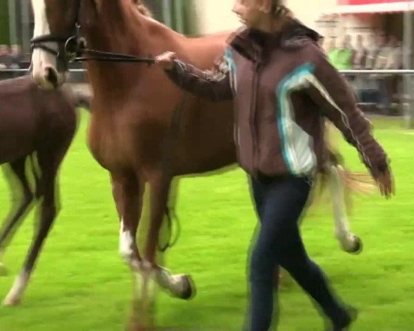dressage horse Honneur de Coeur (Westphalian, 2014, from Hibiskus) dressage horse Honneur de Coeur (Westphalian, 2014, from Hibiskus)