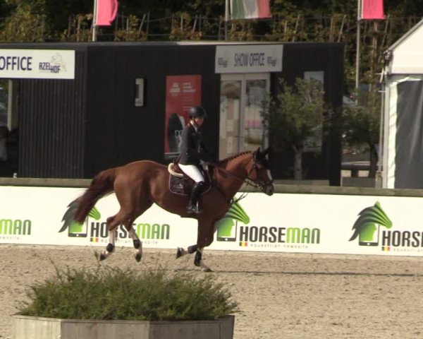 FEI Reitturnier Lier (BEL) 2020