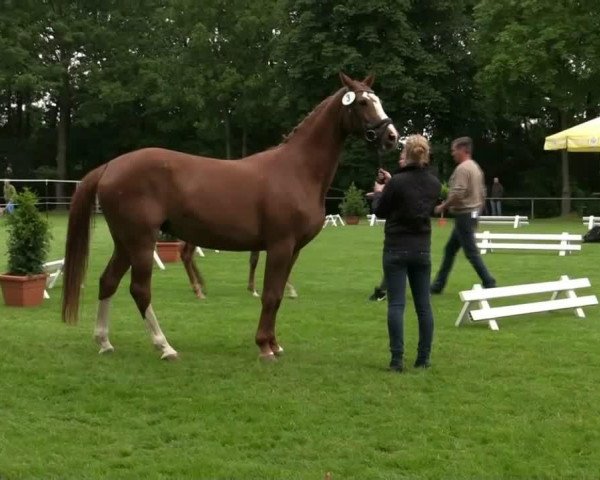 horse Hengst von Chaman (Westphalian, 2014, from Chaman)