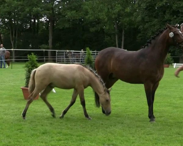 Pferd Stute von Bob Sinclair (Deutsches Reitpony, 2010, von Bob Sinclair R)