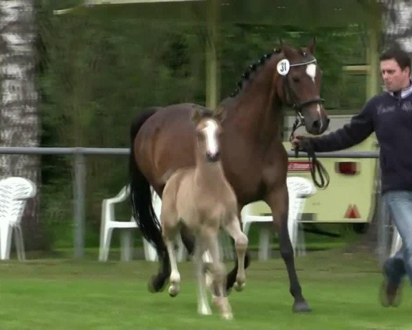 horse Stute von A new Star (German Riding Pony, 2014, from A new Star)