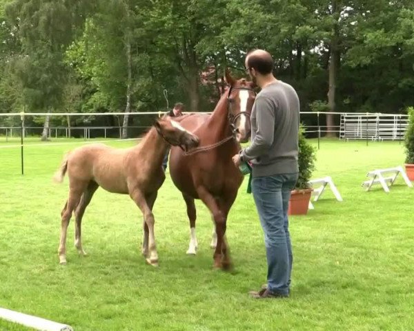 Zuchtstute Delaila (Deutsches Reitpony, 2014, von Dimension AT NRW)