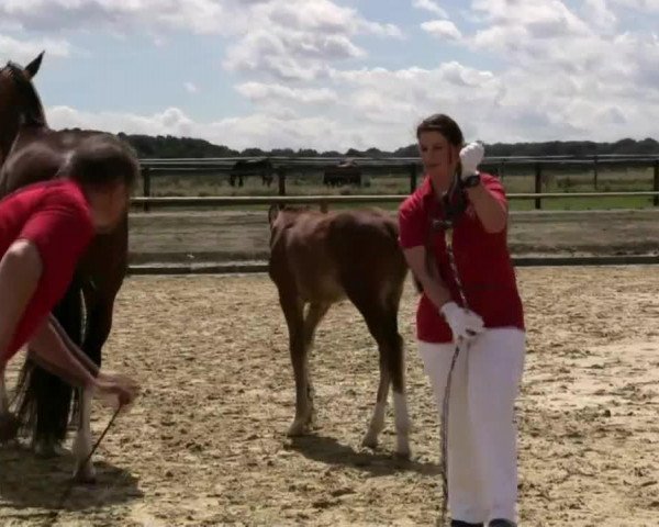 horse Hengst von Escolar (Westphalian, 2014, from Escolar)