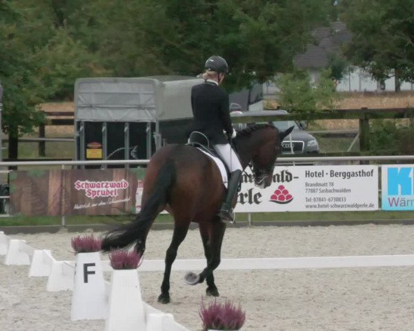 Reitturnier Achern 2020