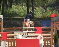 jumper Elmira (KWPN (Royal Dutch Sporthorse), 2009, from Carthino Z)
