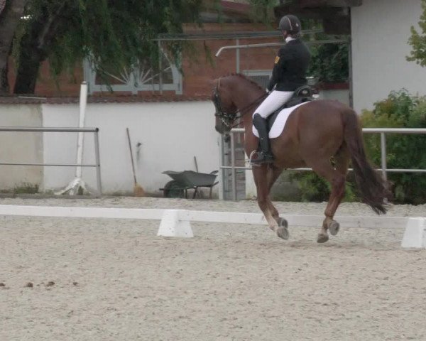 Reitturnier Achern 2020