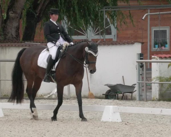 Reitturnier Achern 2020