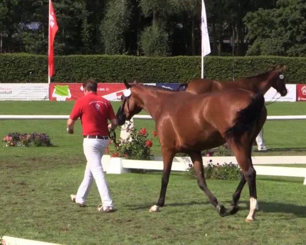 broodmare Starlight (Westphalian, 2010, from Sir Donnerhall I)