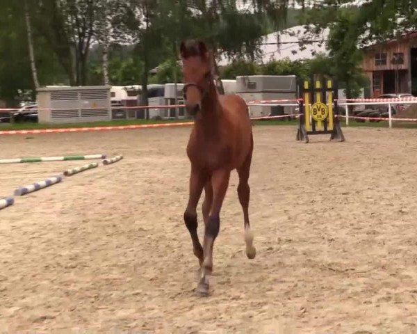 Pferd Rabe Socke (Westfale, 2014, von Rock Forever NRW)