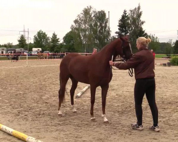 Pferd Melsene 2 (Deutsches Reitpony, 2011, von Mandingo)