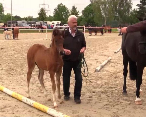 dressage horse Charly Deluxe (German Riding Pony, 2014, from Captain Meyer WE)
