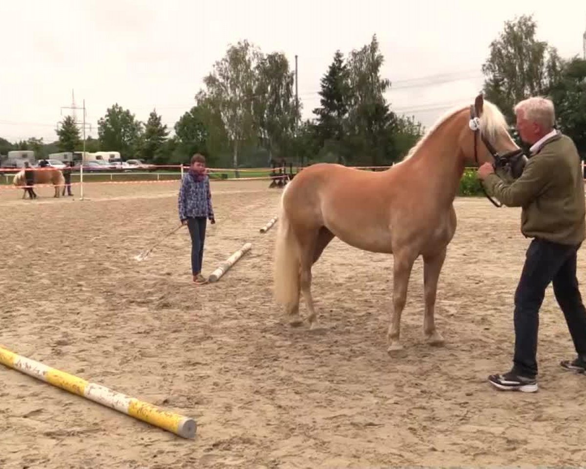 broodmare Why Kikki Why (Haflinger, 2011, from Wunderknabe)