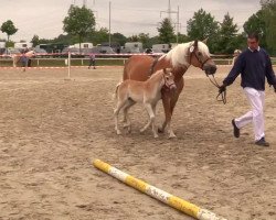 broodmare Wilja (Haflinger, 2014, from Wunderknabe)