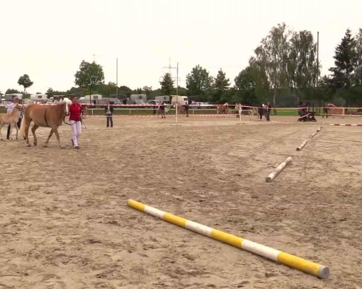 horse Stute von Allerdings (Haflinger, 2014, from Allerdings 4)