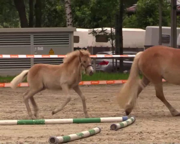 horse Stute von Allerdings (Haflinger, 2014, from Allerdings 4)