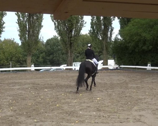Reitturnier Leverkusen - Teitscheider Hof 2020
