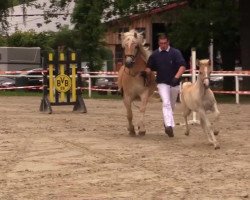 broodmare Aimee (Haflinger, 2014, from Allerdings 4)
