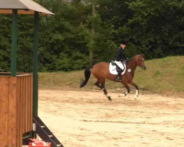 Springpferd Chira M (Westfale, 2003, von Con Capitol)
