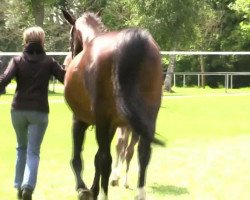 broodmare Dark Lady WL (Westphalian, 2014, from Don Diarado)