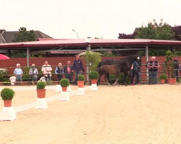 horse Hengst von Ampere (Westphalian, 2014, from Ampère)
