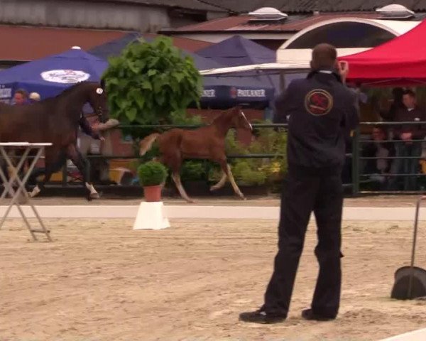 horse Hengst von Sacre Couer (Westphalian, 2014, from Sacre Coeur)