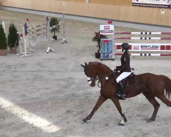 broodmare Neas Nelly Pott (Oldenburg, 2000, from Zapateado 128 FIN)