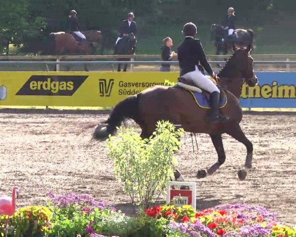 jumper Lantaris Envoy (German Sport Horse, 1999, from Lieber Boy)