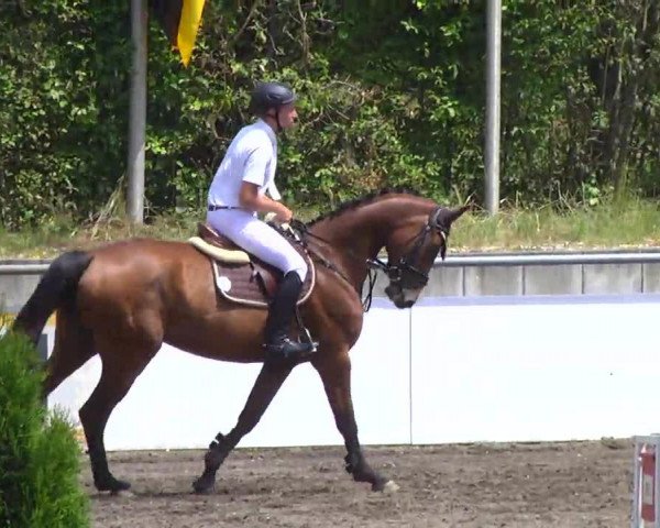 Springpferd Rihanna 58 (Bayer, 2008, von Canturo)